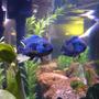 freshwater fish - nandopsis octofasciatum - jack dempsey stocking in 55 gallons tank - Jack Dempsey Cichlid