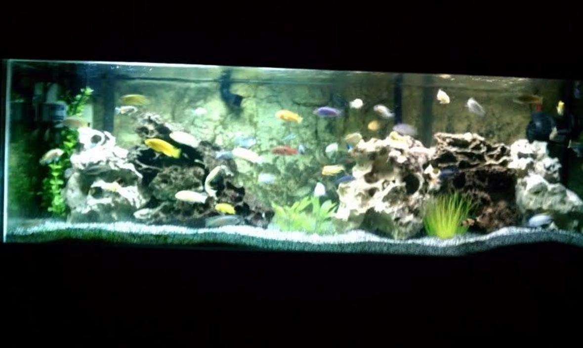 100 gallons freshwater fish tank (mostly fish and non-living decorations) - 100 gallon african cichlid mbuna tank