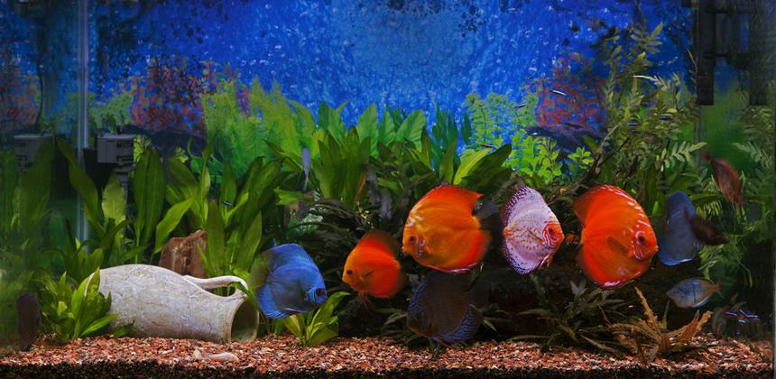 Rated #62: 180 Gallons Planted Tank - 150 Gallon Aquarium, biult into family room wall, totally serviced from rear, automatic water change system, established for 6 years. Largest discus is 9 years old and he is about 8 inches high.