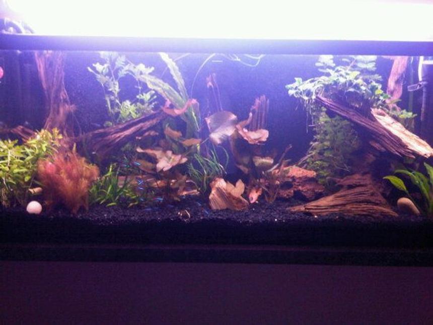 Rated #68: 55 Gallons Planted Tank - My 55 gallon tank with pressurized CO2