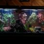55 gallons freshwater fish tank (mostly fish and non-living decorations) - My Baby