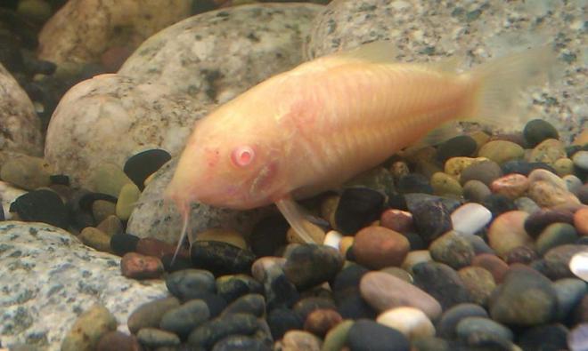freshwater fish - corydoras aeneus - albino aeneus cory cat stocking in 125 gallons tank - Cory