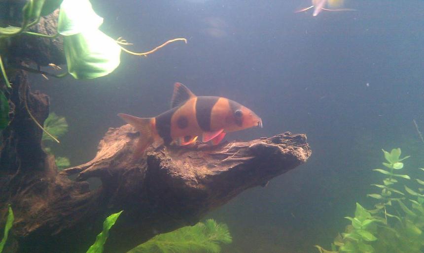 Rated #766: Freshwater Fish - Botia Macracantha - Clown Loach Stocking In 125 Gallons Tank - Clown Loach