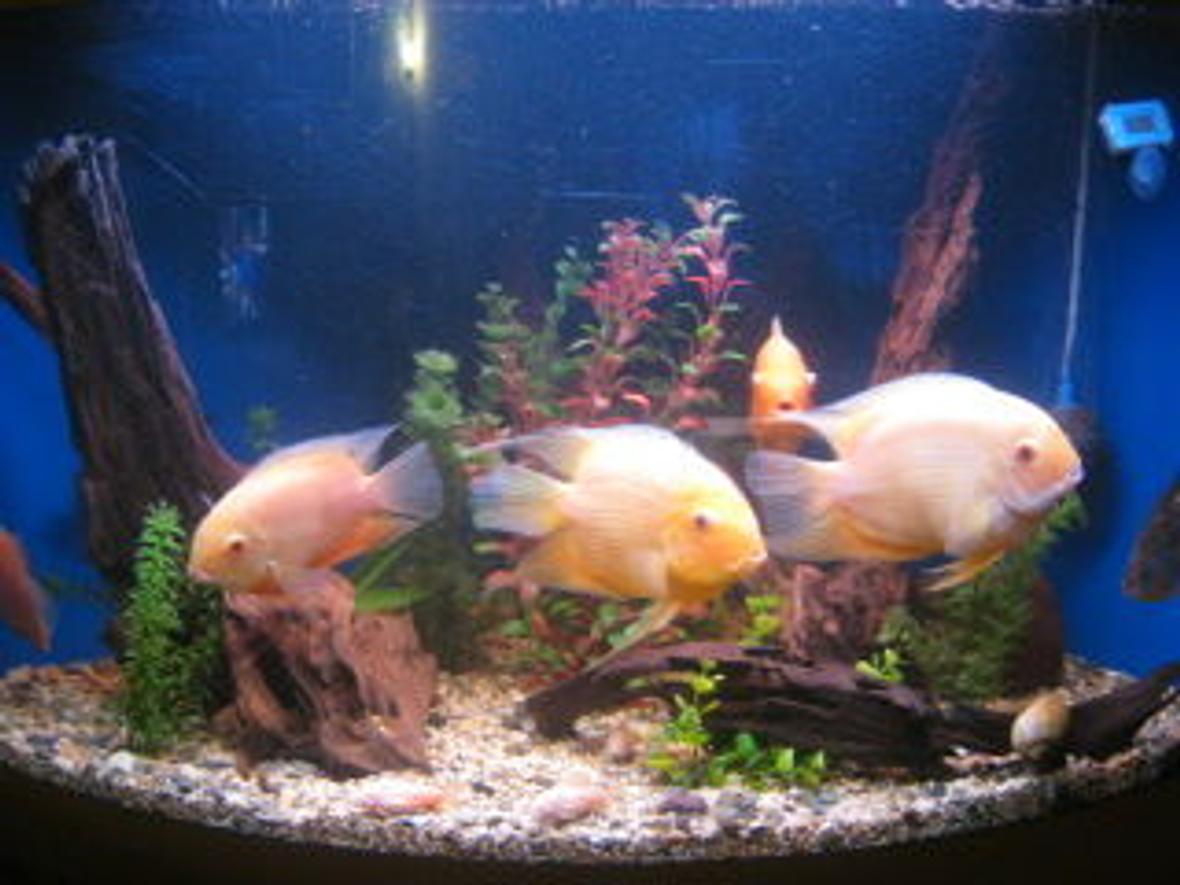 freshwater fish - heros serverus - gold severum stocking in 50 gallons tank - severum tank