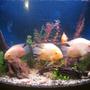freshwater fish - heros serverus - gold severum stocking in 50 gallons tank - severum tank