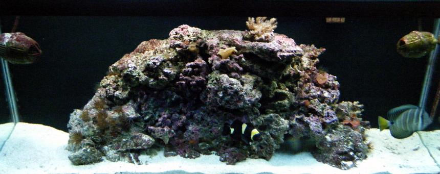 Rated #88: 55 Gallons Reef Tank - 55 gallon