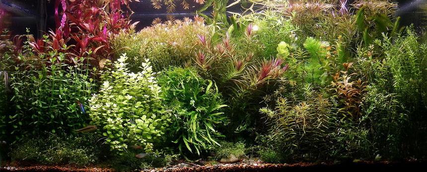 Rated #3: 200 Gallons Planted Tank - Wild Amazon 3rd