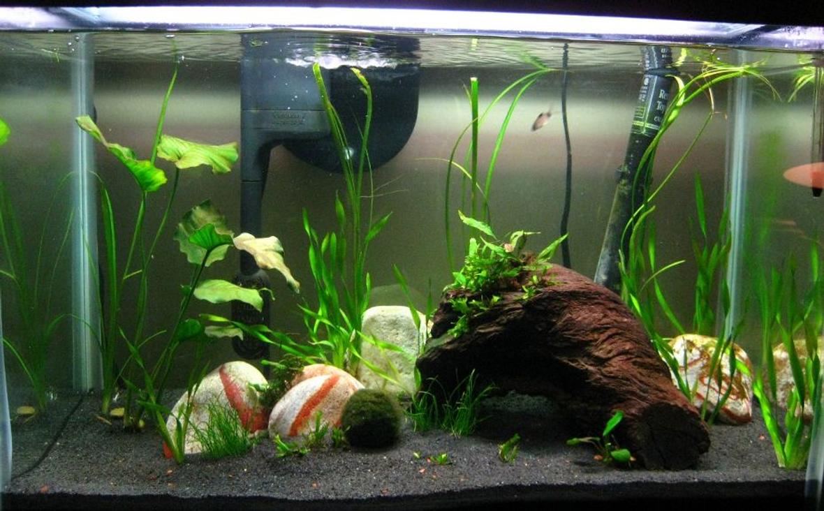 20 gallons planted tank (mostly live plants and fish) - Still cycling