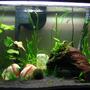 20 gallons planted tank (mostly live plants and fish) - Still cycling