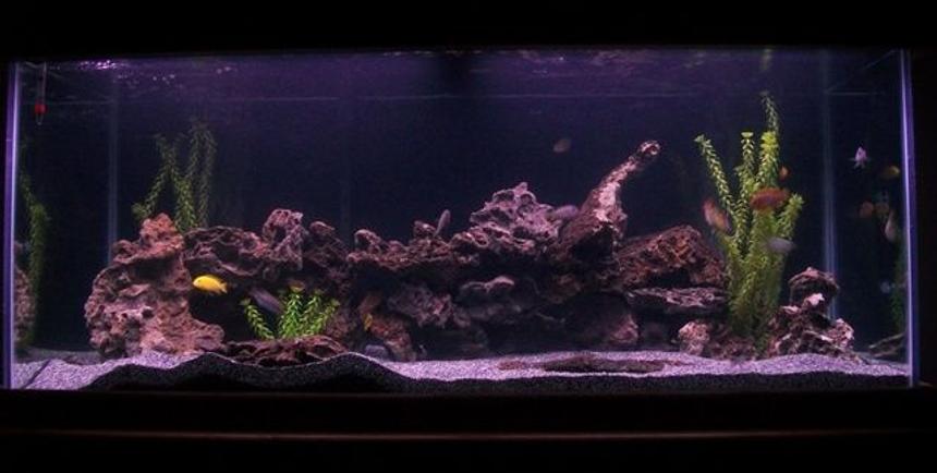 Rated #61: 75 Gallons Freshwater Fish Tank - 75 Gallon African Cichlid Aquarium