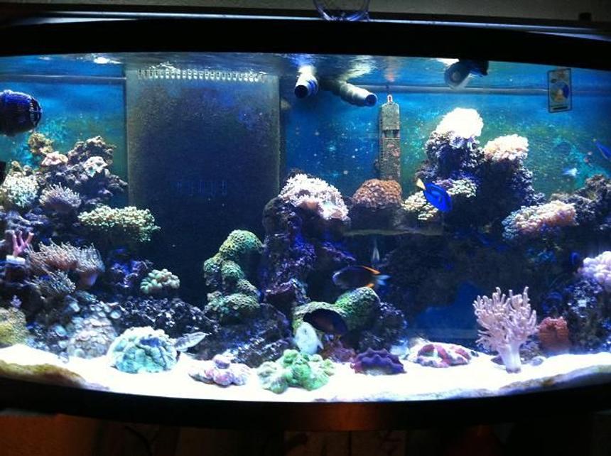 Rated #53: 72 Gallons Reef Tank - my reef tank been runnin 8 months
