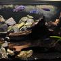 85 gallons freshwater fish tank (mostly fish and non-living decorations) - My new cichlid malawi tank.