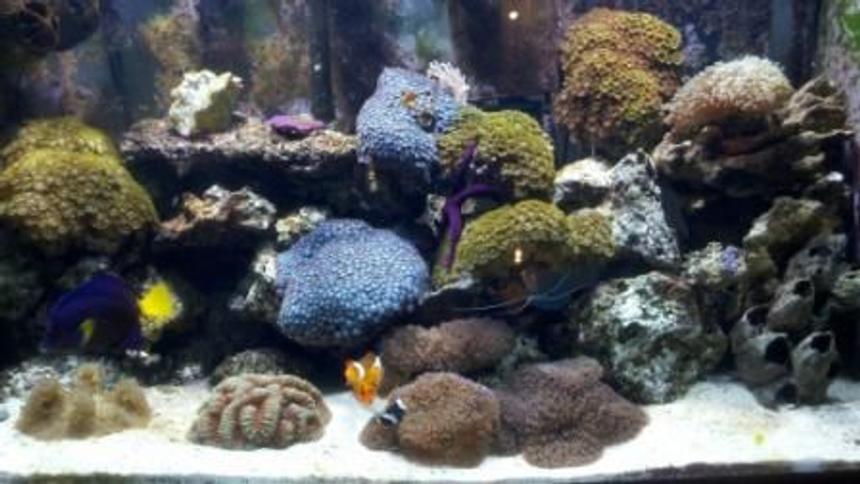 Rated #56: 60 Gallons Reef Tank - 10 year old reef
Tubb Blues-Started with 2 polyps