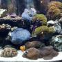 60 gallons reef tank (mostly live coral and fish) - 10 year old reef Tubb Blues-Started with 2 polyps