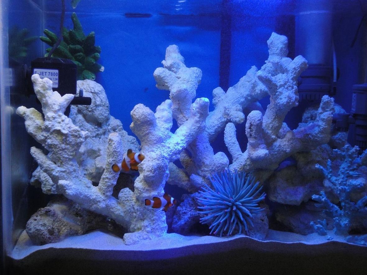 20 gallons saltwater fish tank (mostly fish, little/no live coral) - My 20 Gallon saltwater fish only tank with artificial rocks