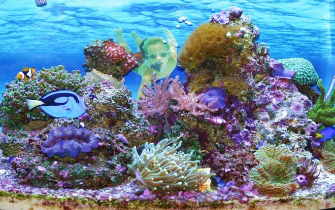 29 gallons reef tank (mostly live coral and fish) - I wanted to feel I was right there in my tank. Some of my dreams start off right here. I will have the most fantastic dream sometimes. A Mermaid  appears...Oh Ya..