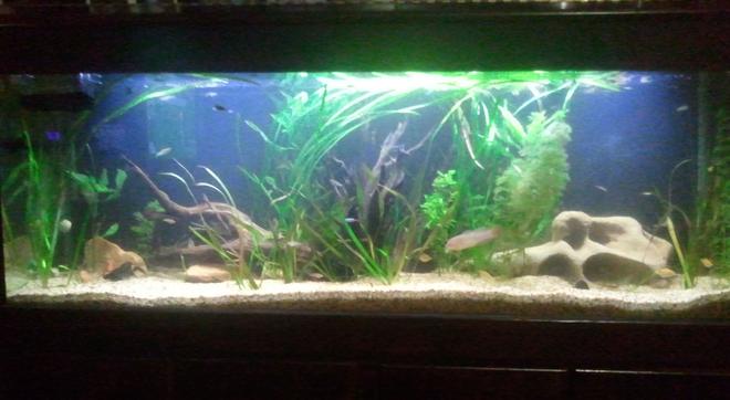 66 gallons planted tank (mostly live plants and fish) - my tank