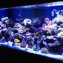 220 gallons reef tank (mostly live coral and fish) - My thing that gives me a quiet mind