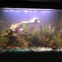 29 gallons planted tank (mostly live plants and fish) - my 29 gal, all live plants