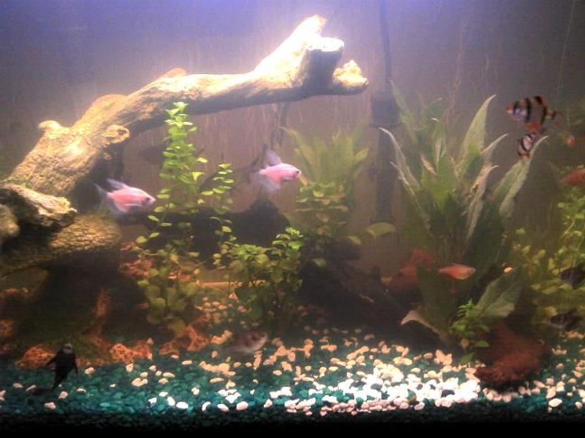 freshwater fish - puntius tetrazona - tiger barb stocking in 29 gallons tank - tank mates
