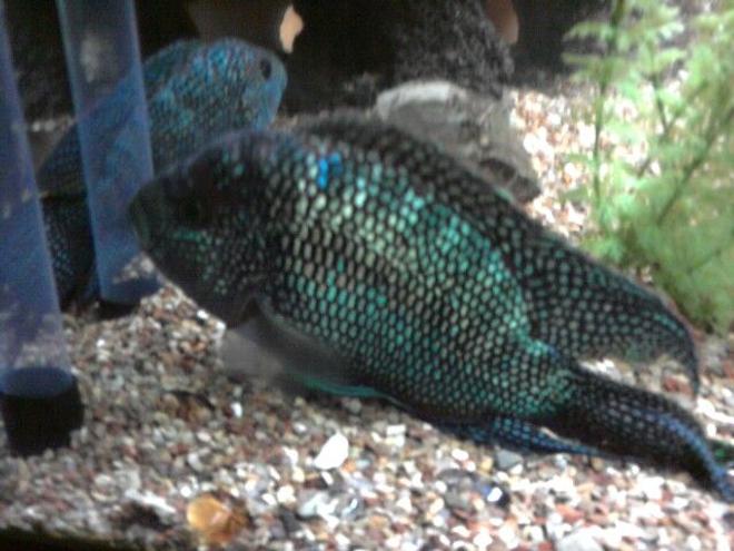 freshwater fish - nandopsis octofasciatum - jack dempsey stocking in 135 gallons tank - My breeding male Jack Dempsey
10"