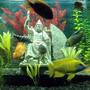 fish tank picture - Zeus Update