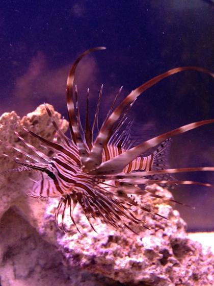 saltwater fish - pterois volitans - volitan lionfish stocking in 100 gallons tank - Lion Fish (Juvenile)