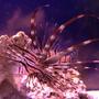 saltwater fish - pterois volitans - volitan lionfish stocking in 100 gallons tank - Lion Fish (Juvenile)