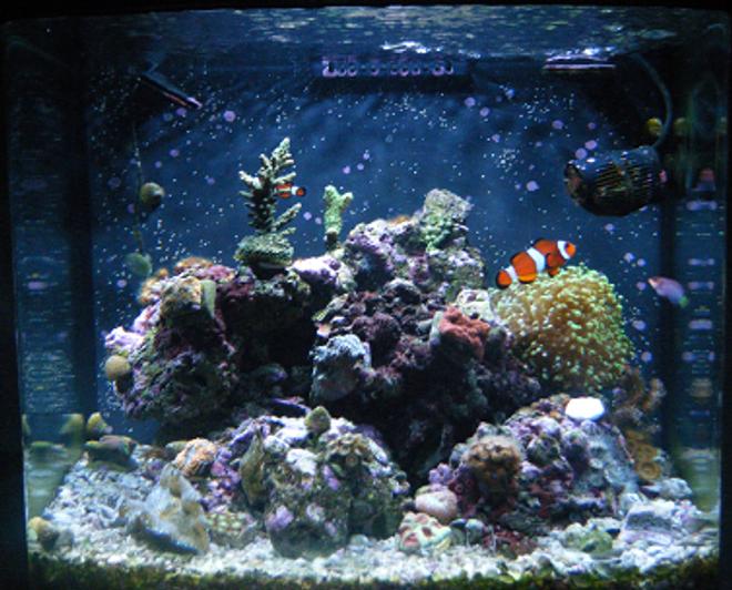 90 gallons reef tank (mostly live coral and fish) - 28g JBJ Nano Cube HQI.