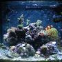 90 gallons reef tank (mostly live coral and fish) - 28g JBJ Nano Cube HQI.