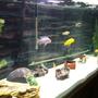 fish tank picture - Changed the tank around and also i am now running two Fluval 405's which is rated for 100 GPH so thats about 200 Gph in water changes i know thats more then need but it keeps my tank nice and clean.