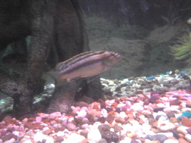 freshwater fish - melanochromis auratus - auratus cichlid stocking in 135 gallons tank - Nice cichlid