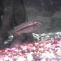 freshwater fish - melanochromis auratus - auratus cichlid stocking in 135 gallons tank - Nice cichlid