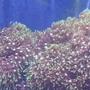 corals inverts - briareum sp. - starburst polyp stocking in 55 gallons tank - My starburst polyps...