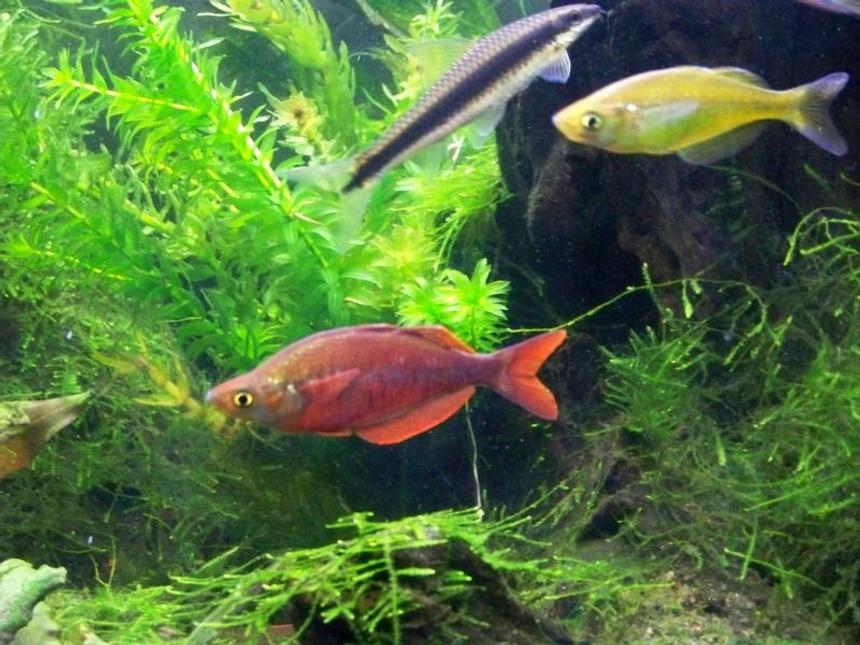 Rated #27: Freshwater Fish - Glossolepis Incisis - Red Irian Rainbow Stocking In 55 Gallons Tank - Male and female red irian rainbow and SAE