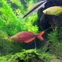freshwater fish - glossolepis incisis - red irian rainbow stocking in 55 gallons tank - Male and female red irian rainbow and SAE
