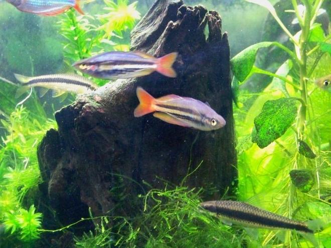 freshwater fish - melanotaenia splendida - australian rainbow stocking in 55 gallons tank - m. splendida australis