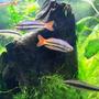freshwater fish - melanotaenia splendida - australian rainbow stocking in 55 gallons tank - m. splendida australis