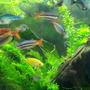 freshwater fish - melanotaenia splendida - australian rainbow stocking in 55 gallons tank - Rainbow fish