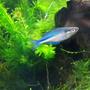 freshwater fish - melanotaenia lacustris - turquoise rainbow stocking in 55 gallons tank - Turquoise Rainbow