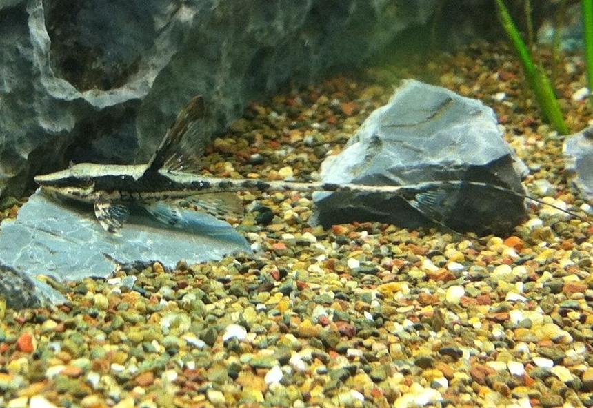 Rated #6: Freshwater Fish - Sturisoma Panamense - Royal Whiptail Stocking In 110 Gallons Tank - Juvenile Royal Whiptail
Sturisoma Panamense