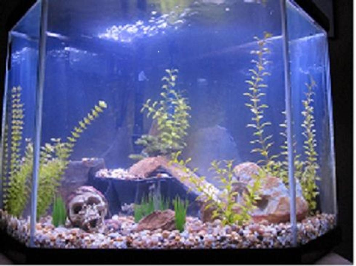 40 gallons freshwater fish tank (mostly fish and non-living decorations) - New tank