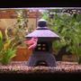 4 gallons planted tank (mostly live plants and fish) - ♥