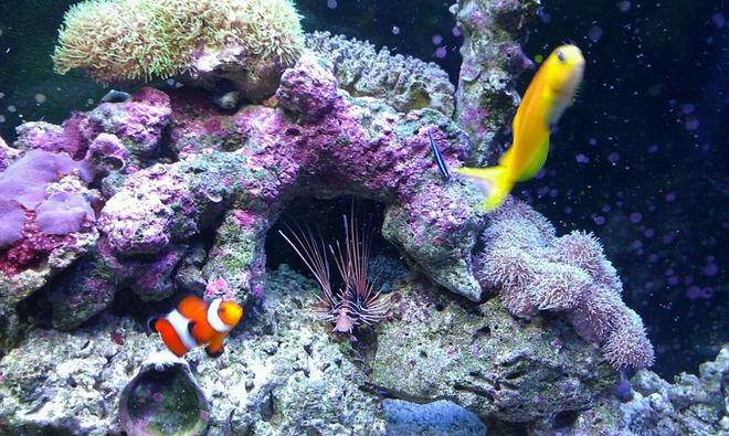 37 gallons saltwater fish tank (mostly fish, little/no live coral) - My kids