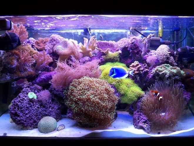 58 gallons reef tank (mostly live coral and fish) - 58 gal mixed reef, around 1 year old...