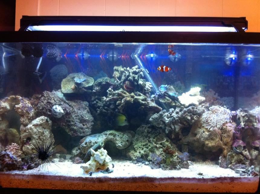 Rated #69: 29 Gallons Reef Tank - my 29 gallon tank