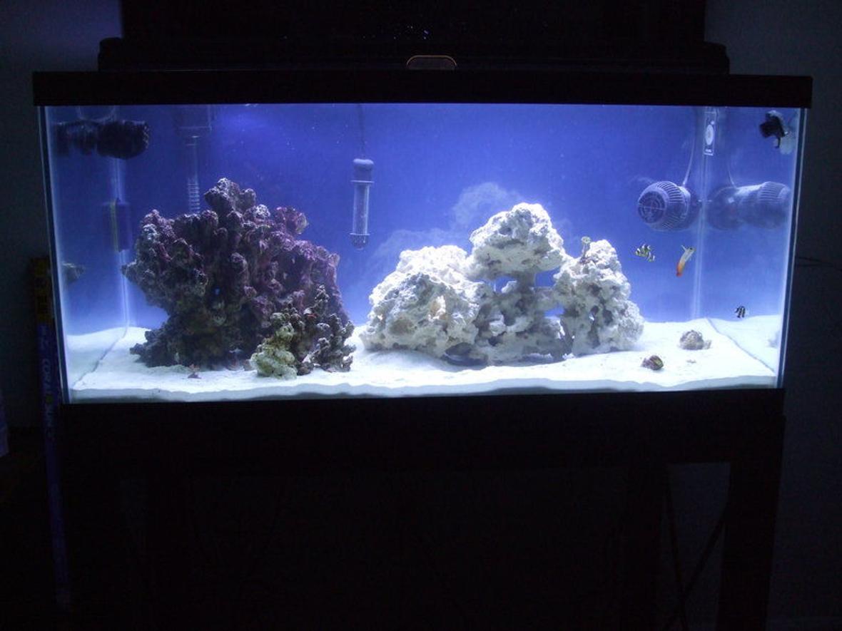 40 gallons reef tank (mostly live coral and fish) - This is my new 40 breeder.
