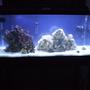 40 gallons reef tank (mostly live coral and fish) - This is my new 40 breeder.