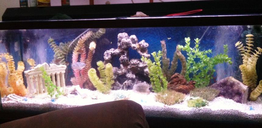 Rated #186: 55 Gallons Freshwater Fish Tank - my 55