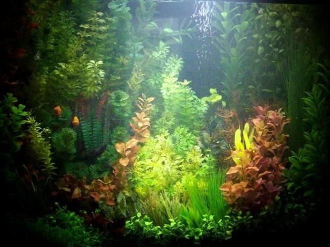 25 gallons freshwater fish tank (mostly fish and non-living decorations) - Well attired little cove